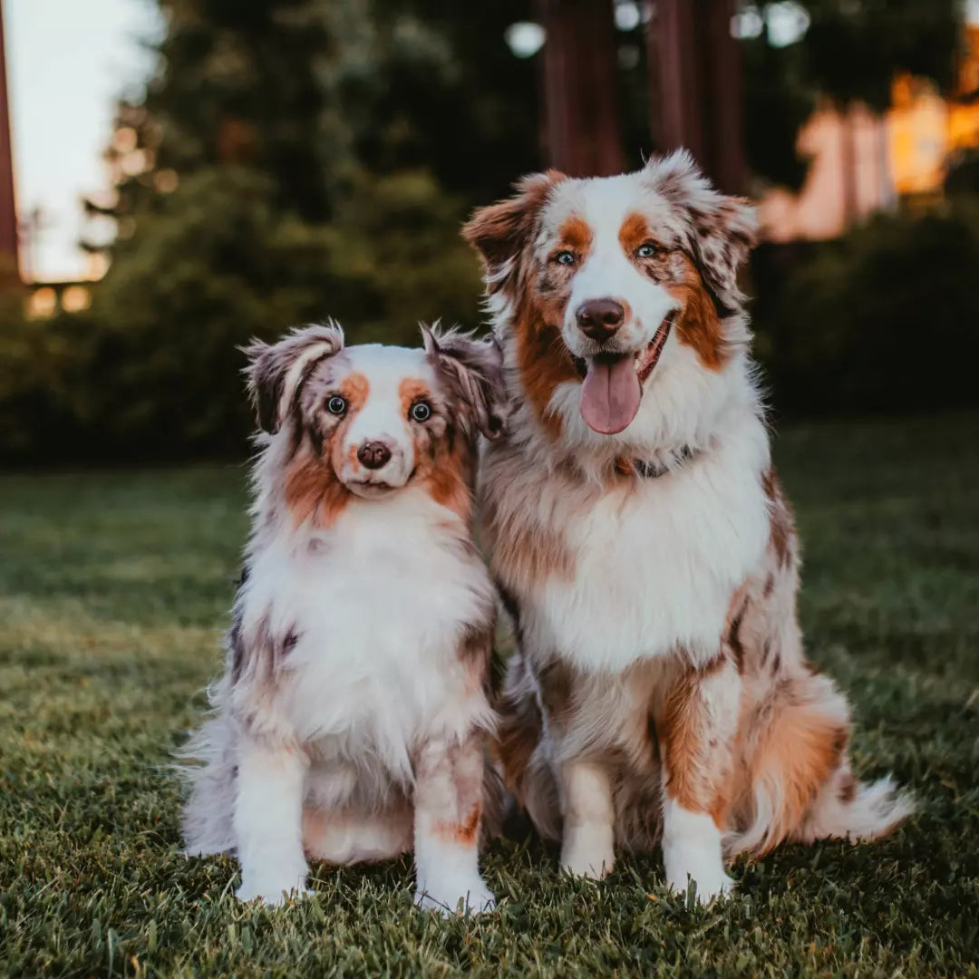 Original Plush Cuddle Clone