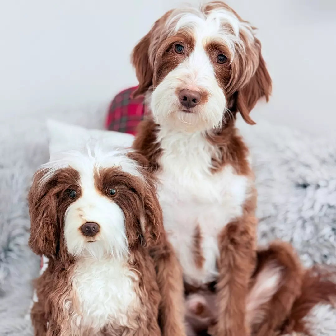 Original Plush Cuddle Clone